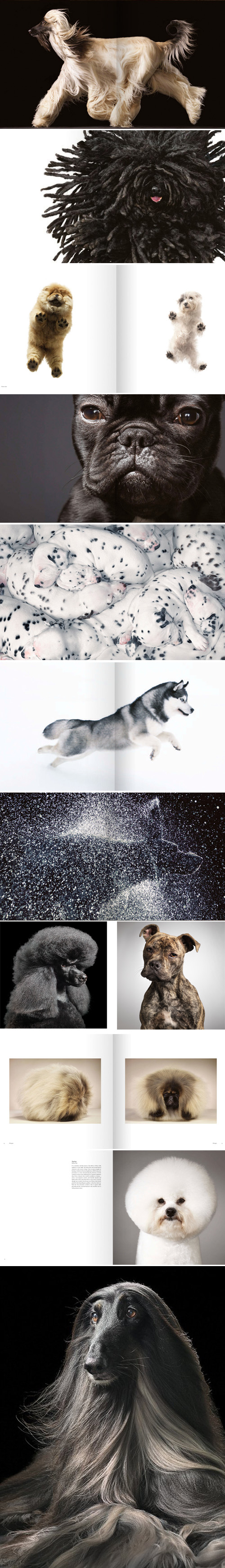 dogs-cover-Tim-in-srta-Jara2