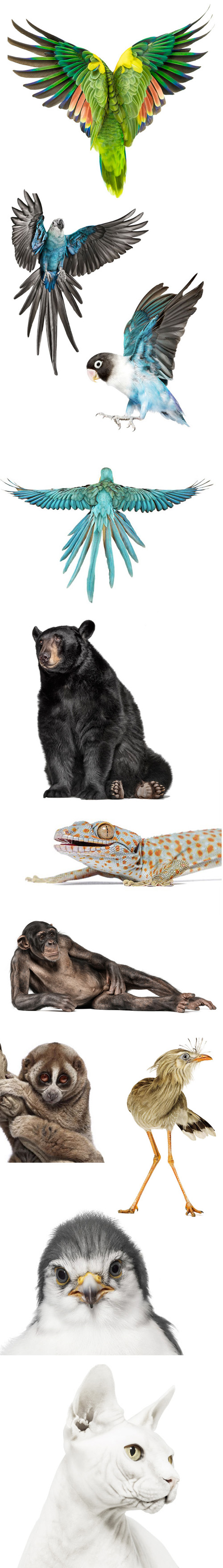 Zuckerman-creature-0