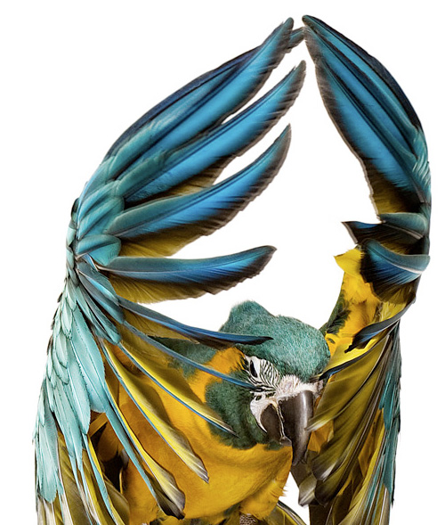 Zuckerman-creature-1