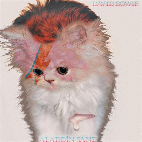 davidbowie-cat